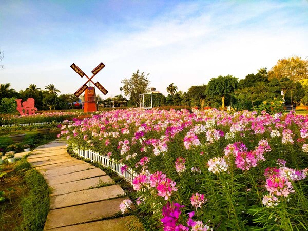Làng hoa Sa Đéc đẹp như một bức tranh