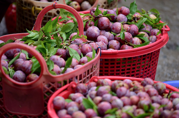 Mận tam hoa – Đặc sản Lai Châu, món quà giản dị cho hành khách mua vé qua Đại lý bán vé tàu tại Lai Châu