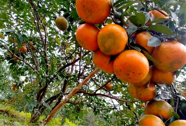 Đặc sản Cam Bù nức tiếng Hà Tĩnh