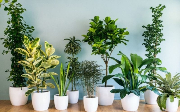 Vận chuyển cây cảnh bằng tàu Đà Nẵng Nam Định