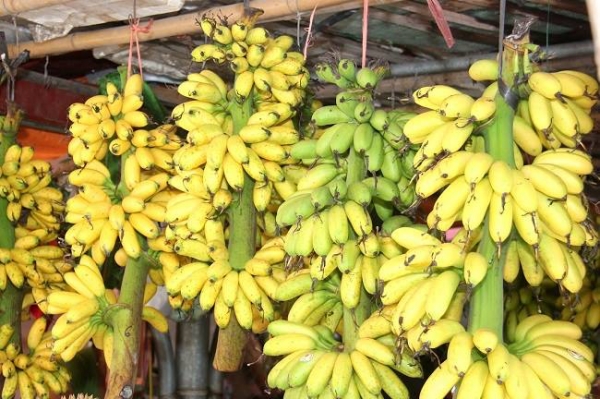 Chuối ngự Đại Hoàng đặc sản vùng đồng bằng Bắc Bộ